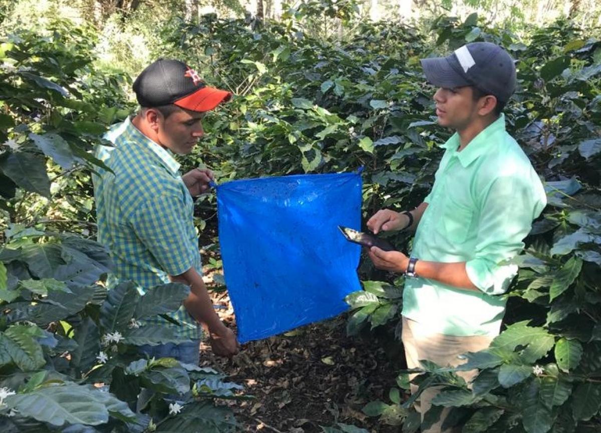 Enquête d'un producteur de café au Nicaragua sur ses pratiques d'utilisation de pesticides, et pose de pièges à insectes pour des études de biodiversité © M. Bordeaux